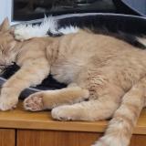 Picture of cat lost at Pougy