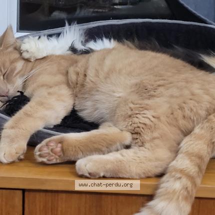 Photo 1/1 Lulu Chat lost in Pougy