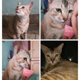 Picture of cat lost at Jamshedpur