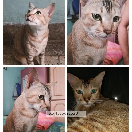 Photo 1/1 puchu Chat lost in Jamshedpur