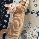 Picture of cat lost at 6049100