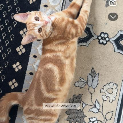 Photo 1/1 Scar Chat lost in 6049100