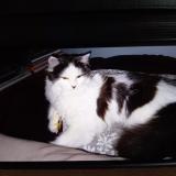 Picture of cat lost at Allaire
