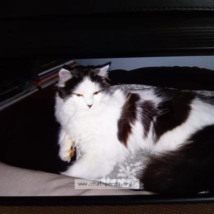 Photo 1/1 Chipie Chat lost in Allaire