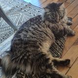 Picture of cat lost at Brive La Gaillarde