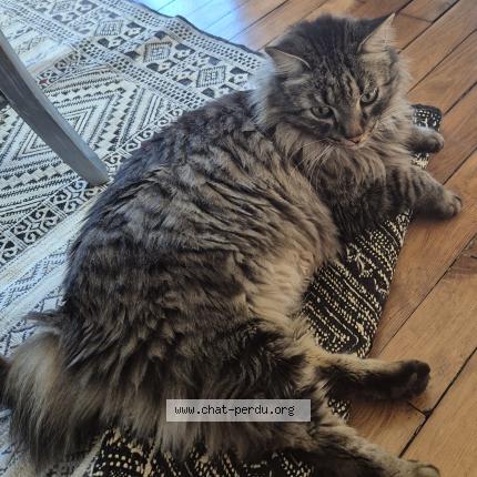 Photo 1/1 Tigrou Chat lost in Brive la gaillarde