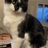 Picture of cat lost at Roumagne