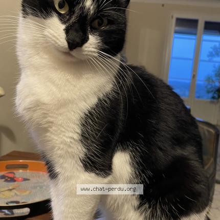 Photo 1/1 Oxy Chat lost in Roumagne