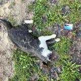 Picture of cat found at Epinay Sur Orge