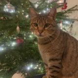 Picture of cat lost at Nantes