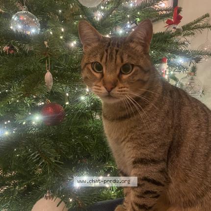 Photo 1/1 Cat reunited Lost in Nantes