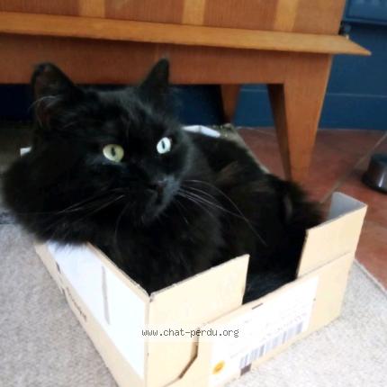 Photo 1/1 Pirate Chat lost in Chenne