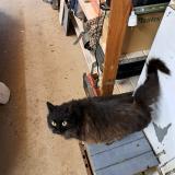 Picture of cat found at Fleurance