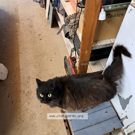 Photo 1/1 Found cat Found in Fleurance