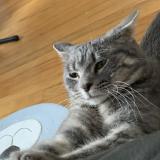 Picture of cat found at Lasalle