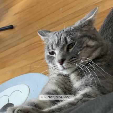 Photo 1/5 Found cat Found in Lasalle