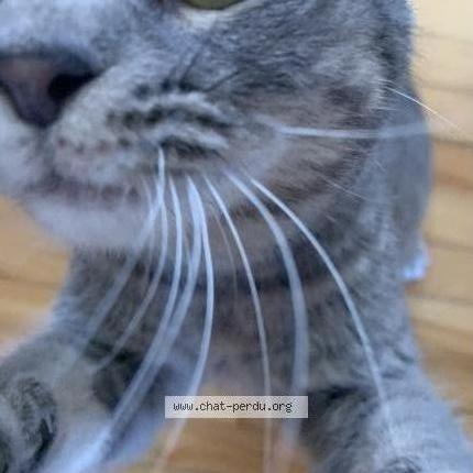 Photo 2/5 Found cat Found in Lasalle