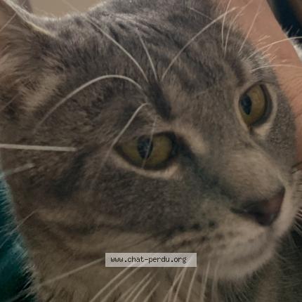 Photo 4/5 Found cat Found in Lasalle