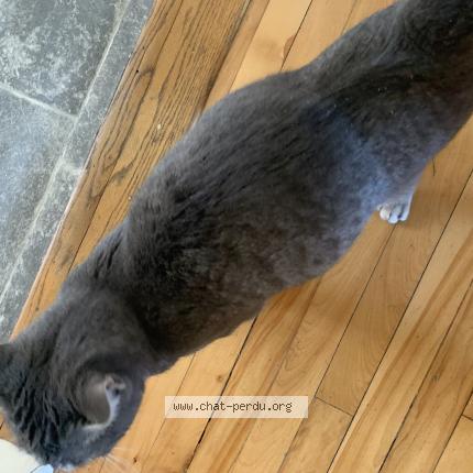 Photo 5/5 Found cat Found in Lasalle