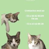 Picture of cat lost at Rouen