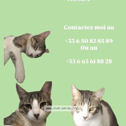 Photo 1/1 Chimchim Chat lost in Rouen