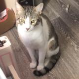 Picture of cat lost at Rouen