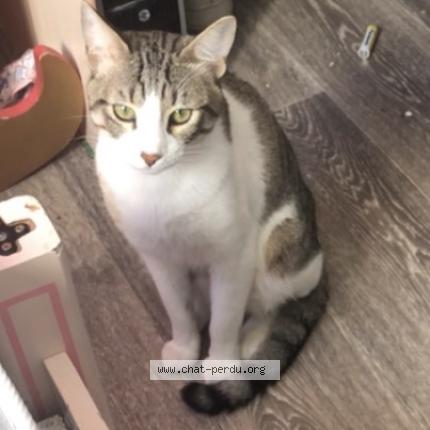 Photo 1/1 Chimchim Chat lost in Rouen