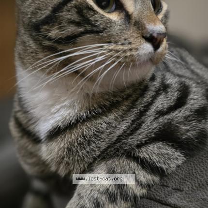 Photo 1/1 Sokio Chat lost in Briabane