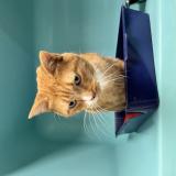 Picture of cat lost at La Chapelle Sur Erdre