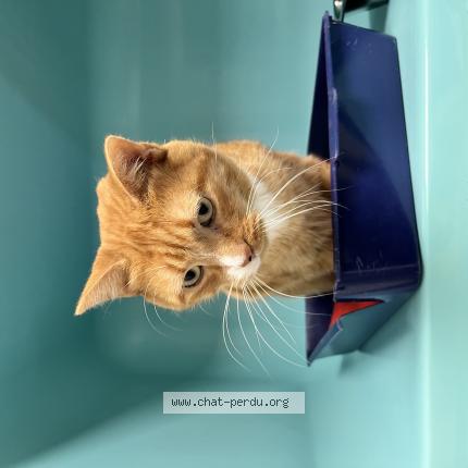 Photo 1/1 Tash Chat lost in La chapelle sur erdre