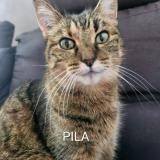 Picture of cat lost at Cestas