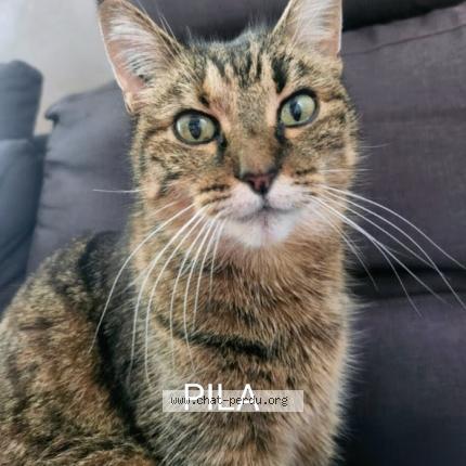 Photo 1/1 Clothilde Rigallaud Chat lost in Cestas