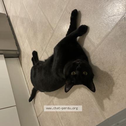 Photo 1/1 Loulou Chat lost in Villepinte