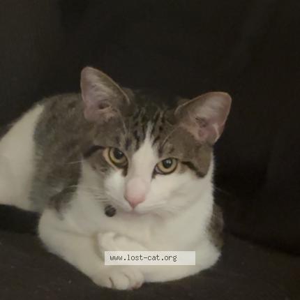 Photo 1/1 Toby Chat lost in Middleton