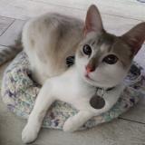 Picture of cat lost at Le Peage De Roussillon