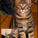 Picture of cat lost at Saint Jean Des Champs