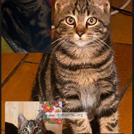 Photo 1/1 Arisu Chat lost in Saint jean des champs