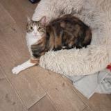 Picture of cat lost at Conflans Sainte Honorine