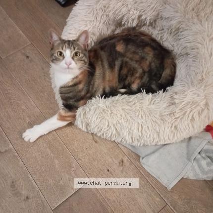 Photo 1/1 Isis Chat lost in Conflans sainte honorine