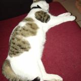 Picture of cat lost at Buxerolles