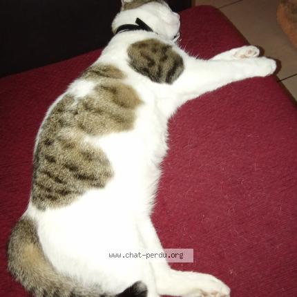 Photo 1/1 Kita Chat lost in Buxerolles