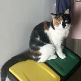 Picture of cat lost at Amiens