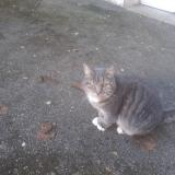 Picture of cat found at Montreuil