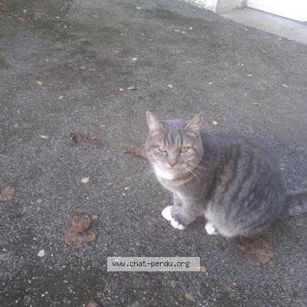 Photo 1/1 Found cat Found in Montreuil