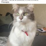 Picture of cat lost at Le Grand Pressigny