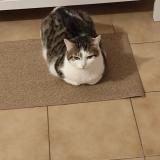 Picture of cat lost at Six Fours Les Plages