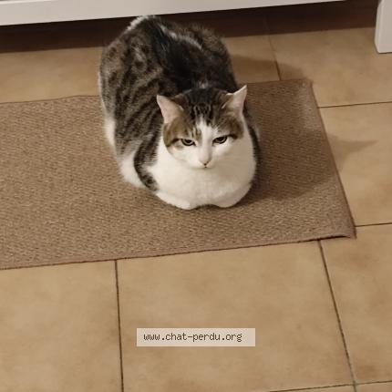 Photo 1/1 Juniper Chat lost in Six fours les plages