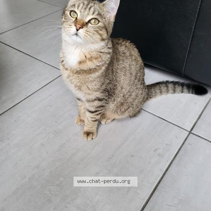 Photo 1/1 Found cat Found in Saint maximin la sainte baume