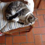 Picture of cat lost at May Sur Orne