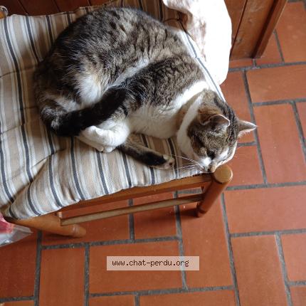 Photo 1/1 Lola Chat lost in May sur orne